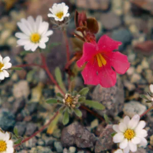 Mimulus bigelovii