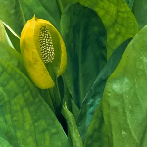 Lysichiton americanus