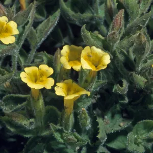Mimulus moschatus