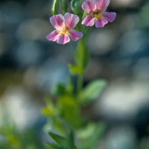 Mimulus lewisii