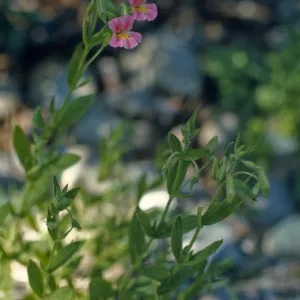 Mimulus lewisii
