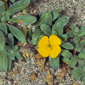 Oenethera cheiranthifolia