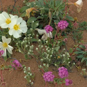Oenethera deltoides and Sand Verbena (Vervain)
