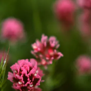 Orthocarpus purpurascens