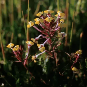 Triphysaria eriantha