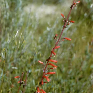 Penstemon centranthifolius