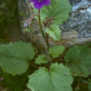 Phacelia calthifolia