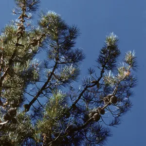 Pinus attenuata