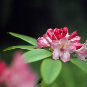 Rhododendron californicum