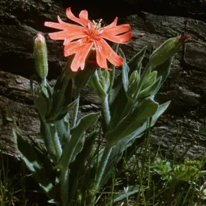 Silene californica