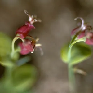 Streptanthus tortuosus