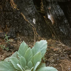 Verbascum thapsus