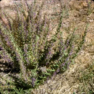 Trichostema lanceolatum