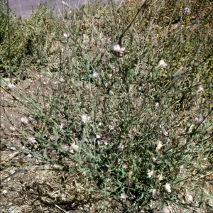 Stephanomeria virgata