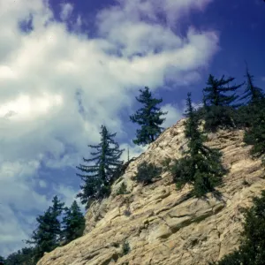 Pseudotsuga macrocarpa