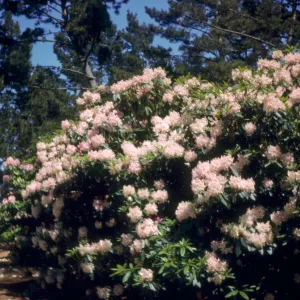 Rhododendron, Golden Gate Park