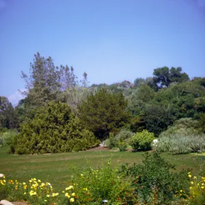 Santa Barbara Botanic Garden, across the meadow