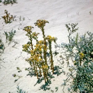 Dudleya caespitosa, Oso Flaco dunes