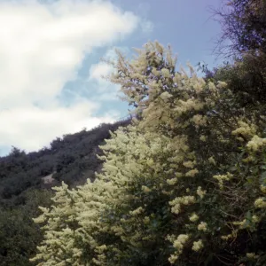 Ceanothus integerrimus