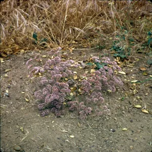 Chorizanthe staticoides