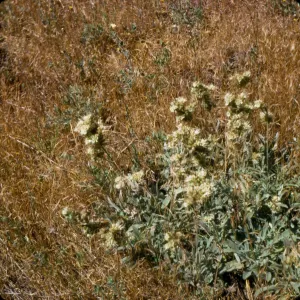 Phacelia imbricata