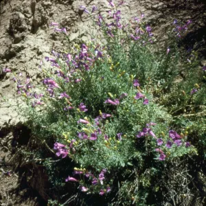 Penstemon heterophyllus