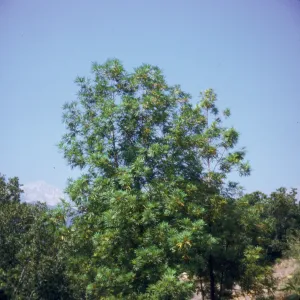 Lyonothamnus floribundus (Catalina Ironwood)