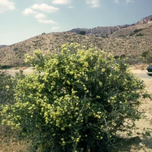 Lonicera