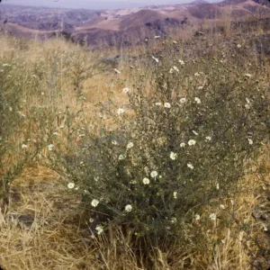 Hemizonia luzulifolia ssp. rudis