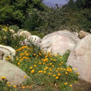 Eschscholzia (California Poppy) and Ceanothus (California Lilac), SBBG