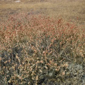 Eriogonum wrightii