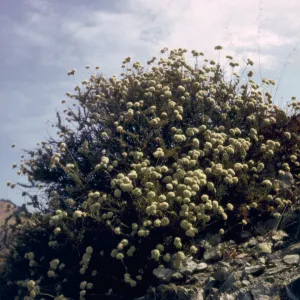 Eriogonum fasciculatum ssp. foliolosum
