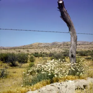Eriogonum fasciculatum var. polifolium