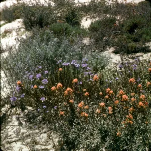 Eriastrum and Castilleja mollis
