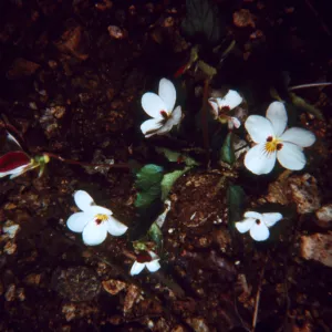 Viola ocellata