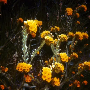 Amsinckia douglasiana