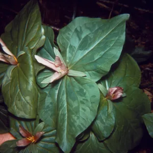 Trillium chloropetalum