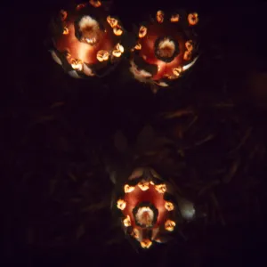 Monotropa uniflora (fruit)