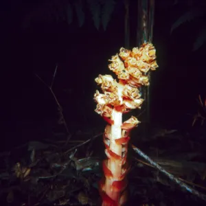 Monotropa hypopithys