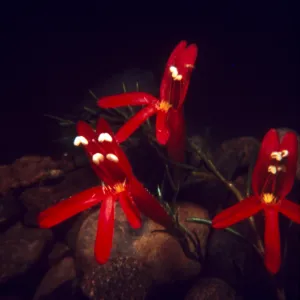 Penstemon 