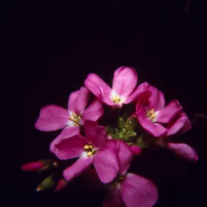 Arabis blepharophylla