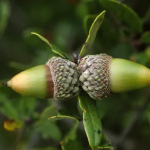 Quercus pacifica acorns