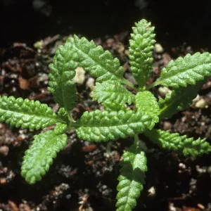 Salvia brandegeei (Brandegees Sage) seedlings