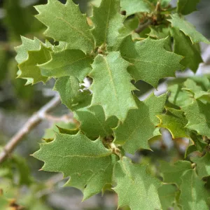 Quercus turbinella