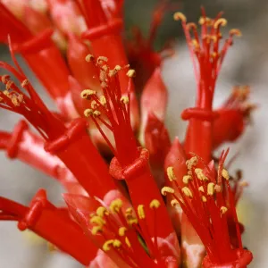 Fouquieria splendens