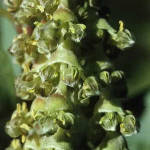 Garrya flavescens garryanceae