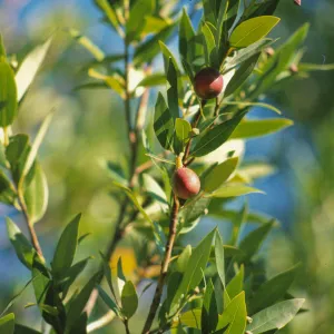 Umbellularia lauraceae