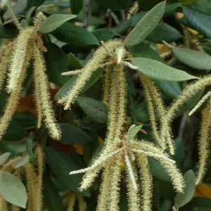 Lithocarpus densiflorus