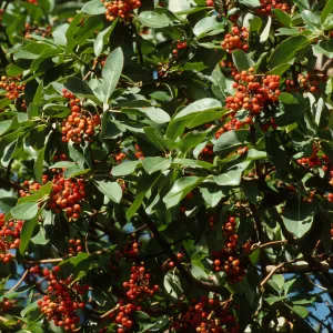 Arbutus menziesii