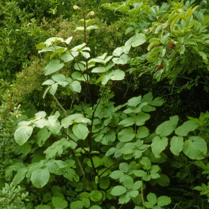 Aralia californica